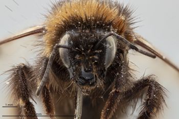 Media type: image;   Entomology 810759 Aspect: head frontal view